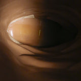 Paris Texas Snakeskin Print Knee High Boots Dark Brown Size 39