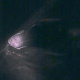 Balenciaga Buckle-Detail Knee High Platform Boots Black Pebbled Leather Size 38