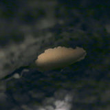 Chanel 12A CC Quilted Shearling Boots Black Suede Size 37.5 NEW